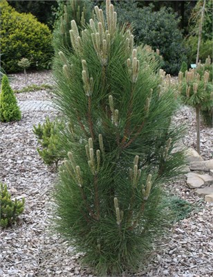 Грин Рокет (Pinus nigra Green Rocket) 3190