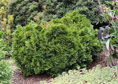 Грюн Кугель (Thuja occidentalis Grüne Kugel) 3201