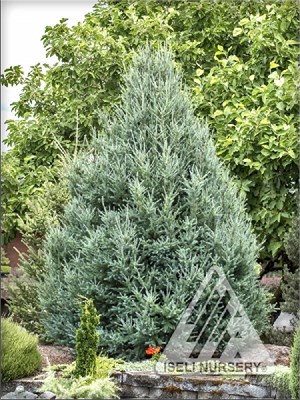 Дебора Ваксман (Larix laricina Deborah Waxman) 3222