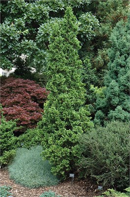 Дегротс Спайр (Thuja occidentalis Degroots Spire) 3225