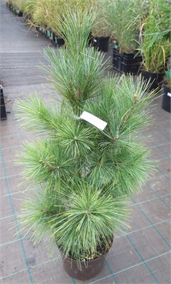 Денса Хилл (Pinus strobus Densa Hill) 3228