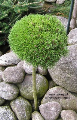Джезек (Pinus uncinata Jezek) 3235