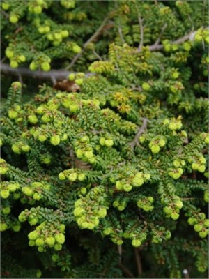 Жаклин Веркаде (Tsuga canadensis Jacqueline Verkade) 3264