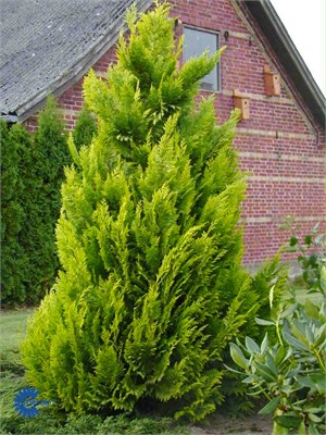 Ивонн (Chamaecyparis lawsoniana Yvonne) 3283