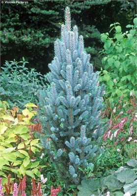 Изели Фастигиата (Picea pungens Iseli Fastigiate) 3285