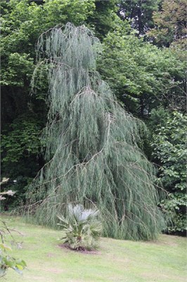 Имбриката Пендула (Chamaecyparis lawsoniana Imbricata Pendula) 3286