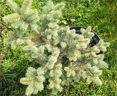 Инга (Abies koreana Inga) 3287