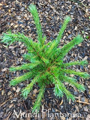 Ирка (Larix kaempferi Irka) 3291