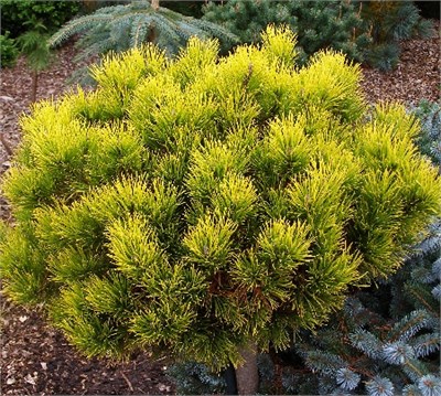 Карстен Винтерголд (Pinus mugo Carsten Wintergold) 3323