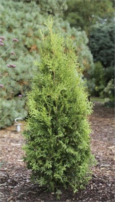 Кинг оф Брабант (Thuja occidentalis King of Brabant) 3333