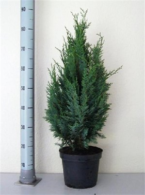 Колумнарис (Chamaecyparis lawsoniana Columnaris) 3346