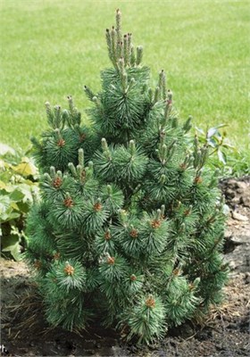 Колумнарис (Pinus mugo Columnaris) 3348