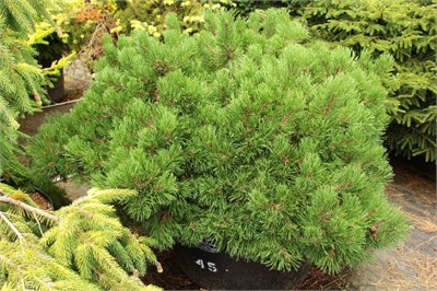 Корлейз Мэт (Pinus mugo Corley's Mat) 3372
