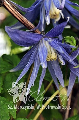 Лагуна (Clematis atragene Lagoon) 3388