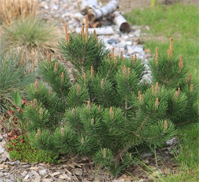 Лаурин (Pinus mugo Laurin) 3402