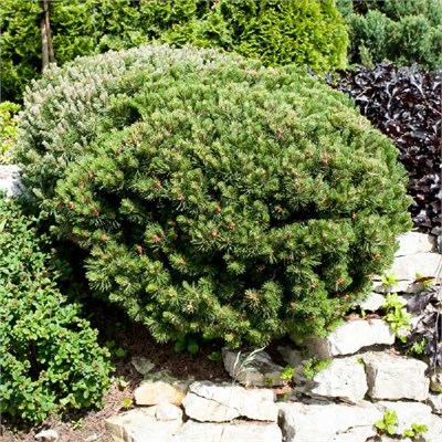 Лилипут (Pinus mugo Lilliput) 3413