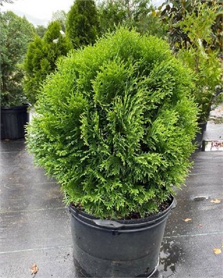 Литл Гиант (Thuja occidentalis Little Giant) 3421