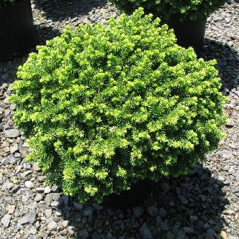 Литл Джем (Picea abies Little Gem) 3422