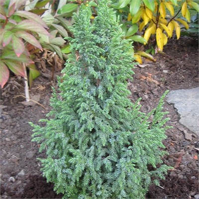 Лодери (Juniperus pingii Loderi) 3446