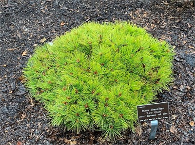 Лоу Глоу (Pinus densiflora Low Glow) 3450