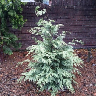 Луна (Chamaecyparis lawsoniana Luna) 3454