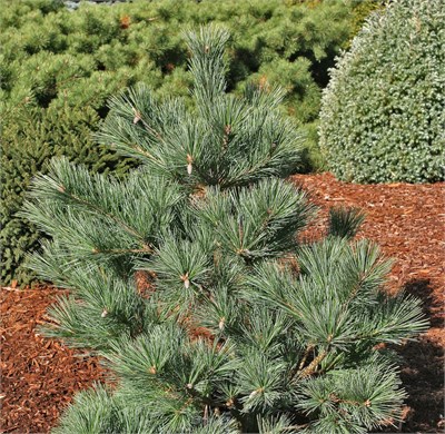 Макопин (Pinus strobus Macopin) 3466