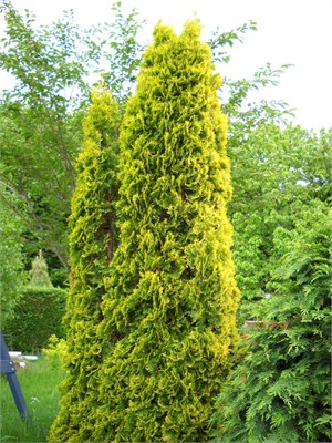 Малоньяна Ауреа (Thuja occidentalis Malonyana Aurea) 3472