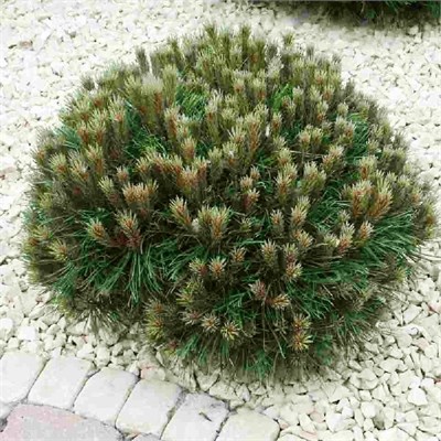 Мария Брегеон (Pinus nigra Marie Bregeon) 3477
