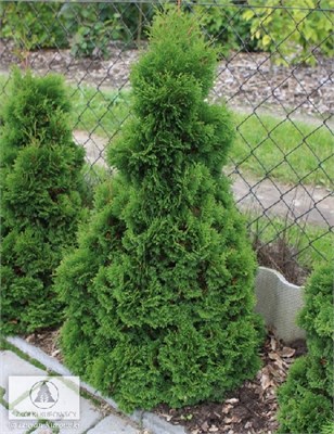 Мики (Thuja occidentalis Miky) 3500