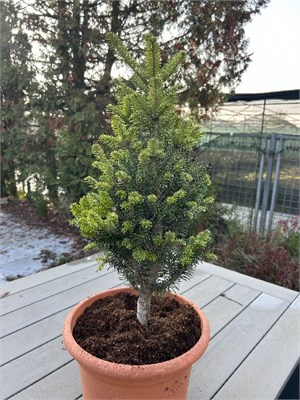 Минарет (Abies alba Minaret) 3503