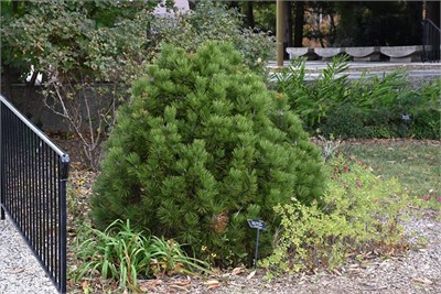 Минт Траффл (Pinus heldreichii Mint Truffle) 3513