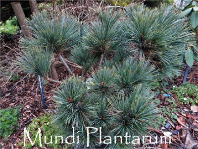Минто (Pinus strobus Minto) 3516