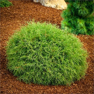 Мистер Боулинг Болл (Thuja occidentalis Mr Bowling Ball) 3522