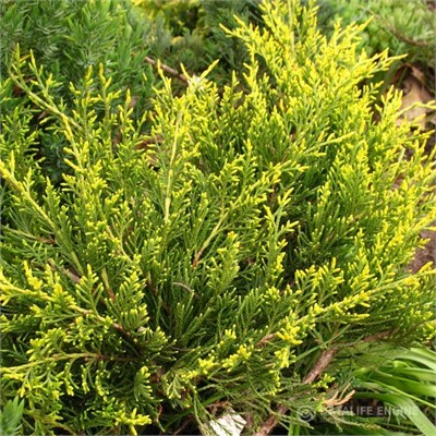 Мордиган Голд (Juniperus pfitzeriana Mordigan Gold) 3534