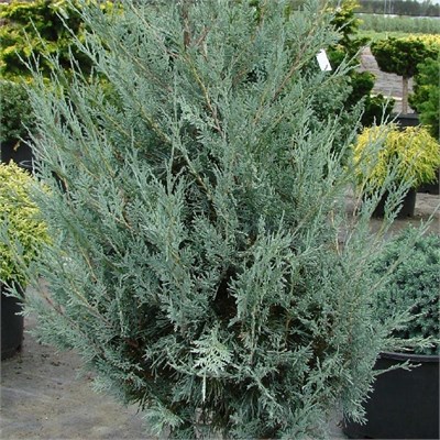 Мунглоу (Thuja occidentalis Moonglow) 3550