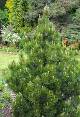 Нана (Pinus heldreichii Nana) 3594