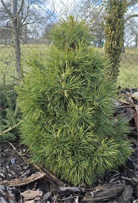 Нана Вюрстл (Pinus nigra Nana Würstle) 3599