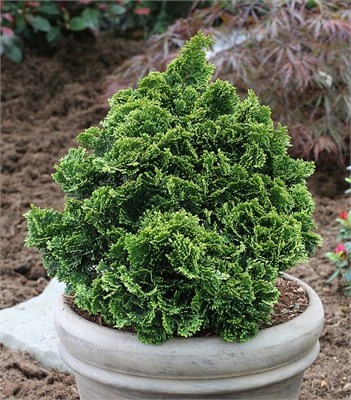 Нана Грацилис (Chamaecyparis obtusa Nana Gracilis) 3601