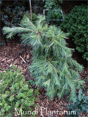 Ниагара Фоллс (Pinus strobus Niagara Falls) 3613