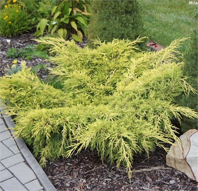 Олд Голд (Juniperus pfitzeriana Old Gold) 3635