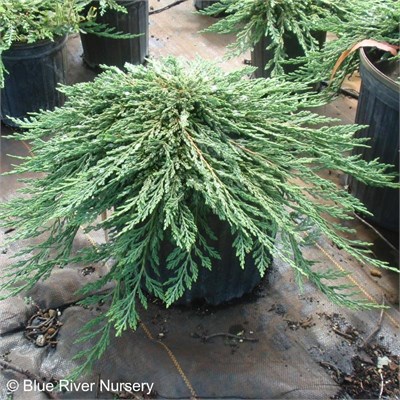 Панкейк (Juniperus horizontalis Pancake) 3647