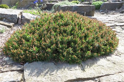 Парадкиссен (Pinus uncinata Paradekissen) 3649