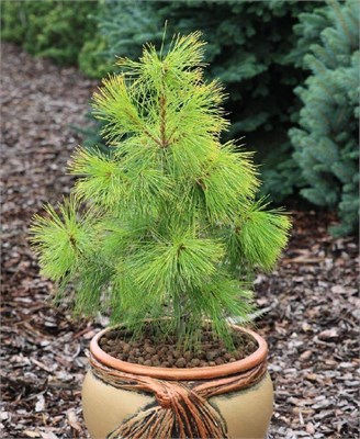 Пасифик Санрайз (Pinus strobus Pacific Sunrise) 3651