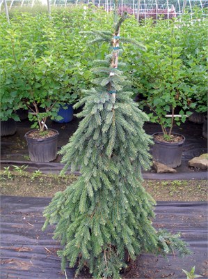 Пендула (Picea omorika Pendula) 3658