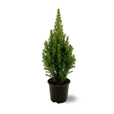 Перфекта (Picea glauca Perfecta) 3662