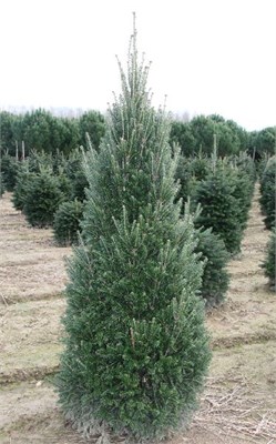 Пирамидалис (Abies alba Pyramidalis) 3696
