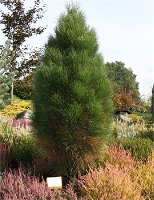 Пирамидалис (Pinus nigra Pyramidalis) 3699