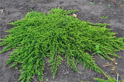 Принц Уэльский (Juniperus horizontalis Prince of Wales) 3713