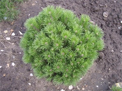 Пумилио (Pinus mugo pumilio) 3720