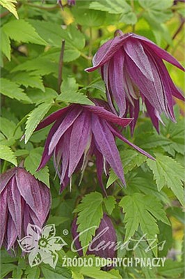 Пурпл Сюрпрайз (Clematis atragene Purple Surprise) 3723